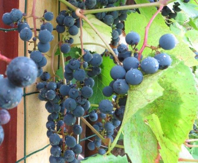 Виноград зилга — излагаем обстоятельно