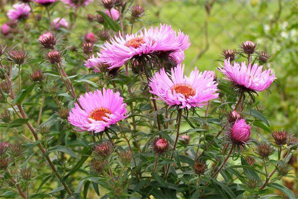 Цветы сентябринки – размножение, посадка и уход