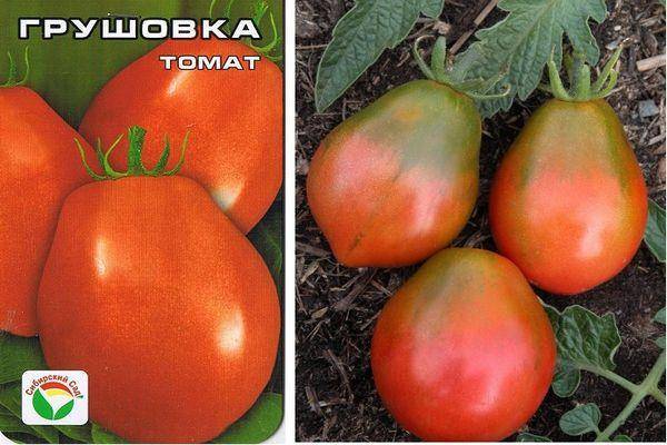 Универсальные сорт томата «московская грушовка»: фото, отзывы, описание, характеристика, урожайность