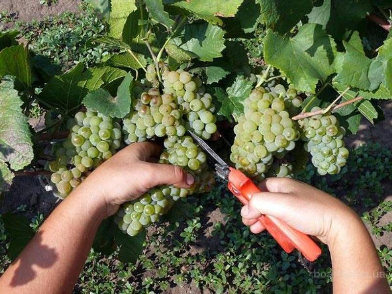Виноград богатяновский: особенности сорта, правила выращивания, борьба с вредителями