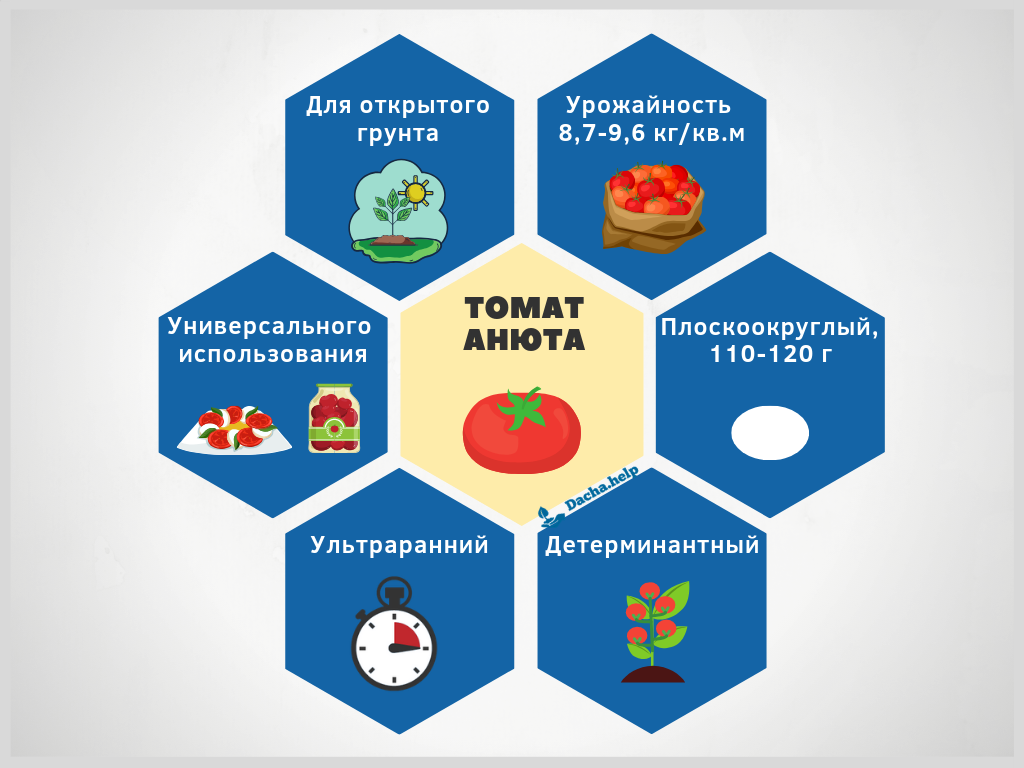 Анюта f1 —  популярный сорт помидоров