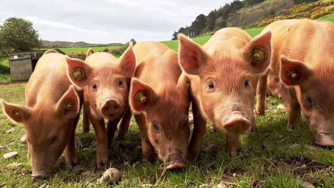 Разведение и содержание свиней в домашних условиях