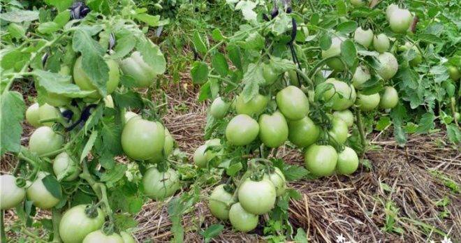 Уникальный томат столыпин: отзывы тех, кто сажал и 30 фото