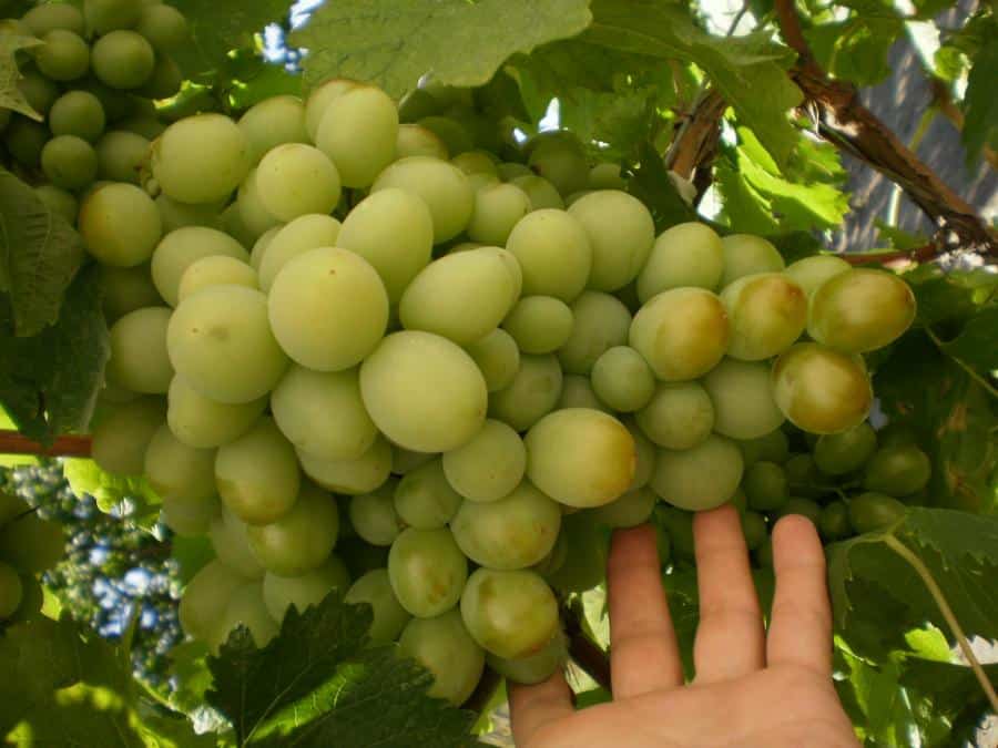 Виноград “алекса” – характеристика гибридной формы