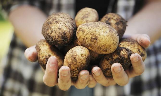 Сорт картофеля «колобок» – описание и фото