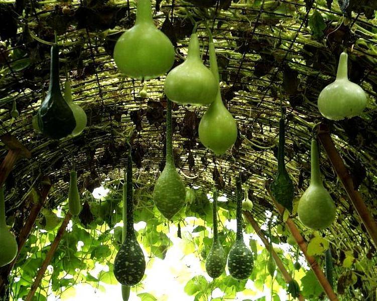 Лагенария: описание и польза бутылочной тыквы | food and health