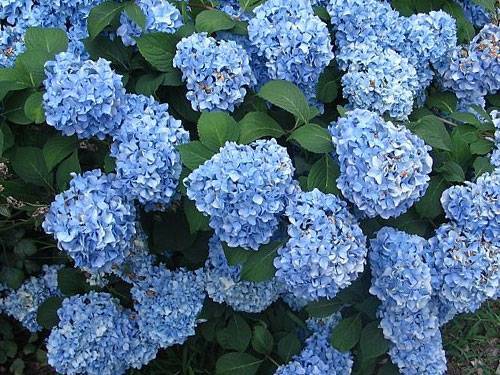 Голубая и синяя гортензия (44 фото): «никко блю» и early blue, «блю вейв» и «романс блю», посадка и уход в открытом грунте