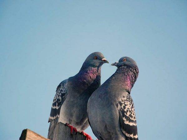 Сизые голуби (31 фото): к какому типу птиц они относятся? как они передвигаются и чем питаются?