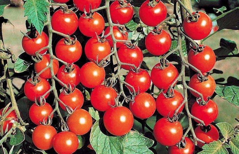 Лучшие сорта томатов черри для теплиц: помидор выращивание и семена