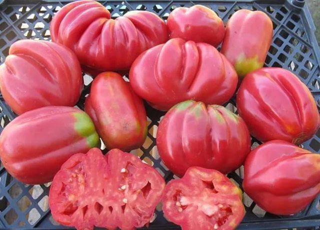Сорта помидоров устойчивых к фитофторозу