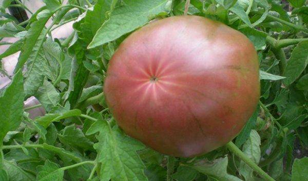 Лучшие сорта черных томатов: описание и фотографии