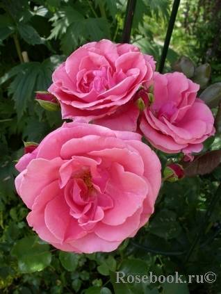 Описание сорта плетистой розы джардина: агротехника выращивания, как ухаживать