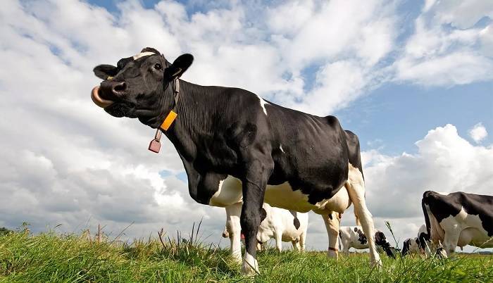 Стимуляторы роста для крупнорогатого скота: самые эффективные средства, правила применения, безопасность препаратов