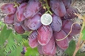 Виноград граф монте кристо: описание, фото и отзывы