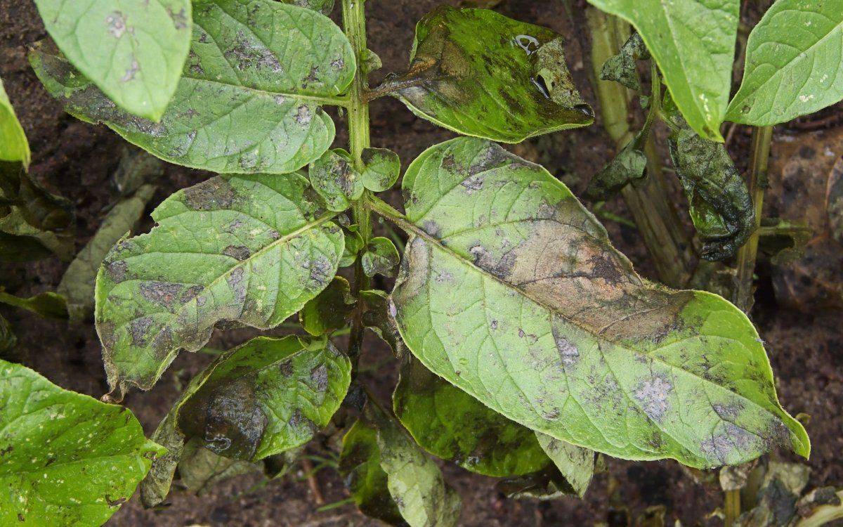 Борьба с фитофторой картофеля - народные методы борьбы и препараты