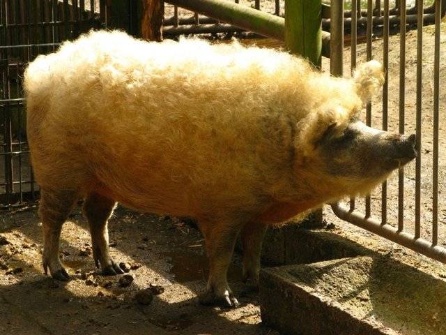 Свиньи породы венгерская мангалица