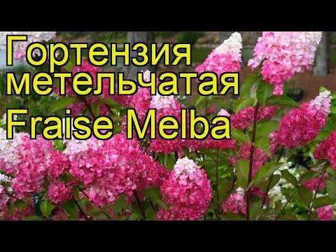 Гортензия фрайз мельба (hydrangea paniculata fraise melba) — описание