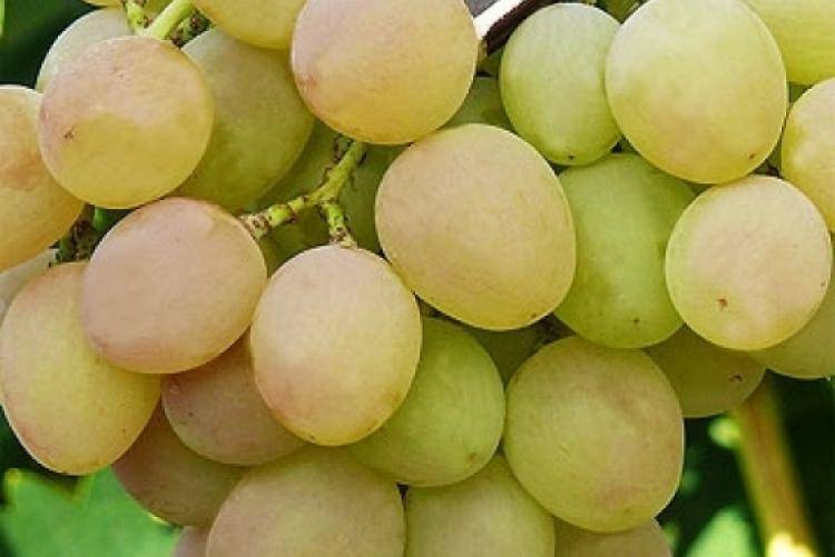 Виноград марадона – сладкие ягоды в любую погоду