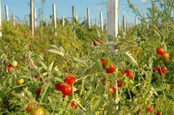 9 самых вкусных и урожайных сортов томатов
