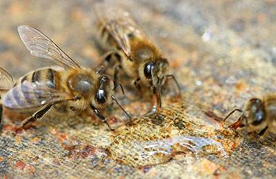 Сроки и способы осенней подкормки пчёл сиропом из сахара