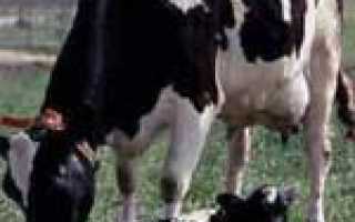 Как доить корову разными способами. доение первотёлки