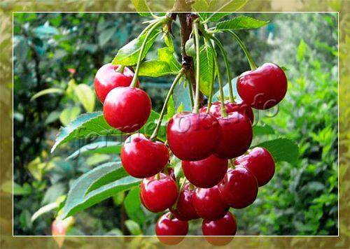 Сорт вишни черная крупная: описание и фото, характеристики и особенности выращивания