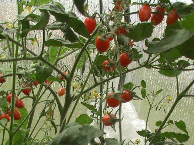 Низкорослые помидоры (томаты) для открытого грунта без пасынкования.