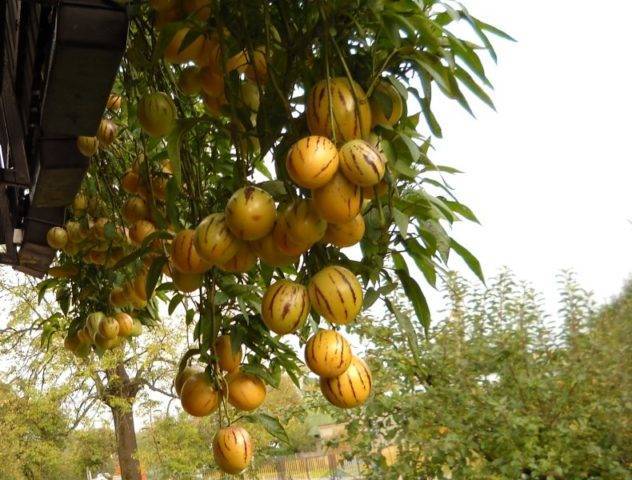 Дынное дерево — какие плоды дает и где растет