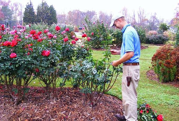 Уход за различными видами роз осенью. подготовка растений к зиме