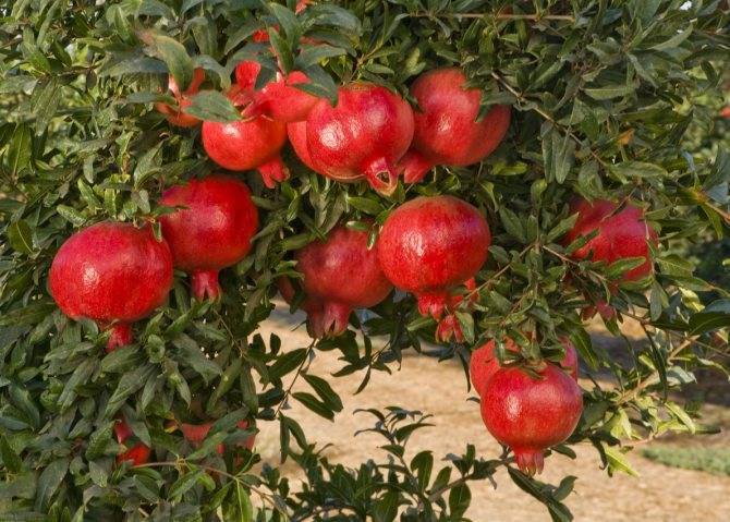 Гранат в домашних условиях: выращивание из косточки