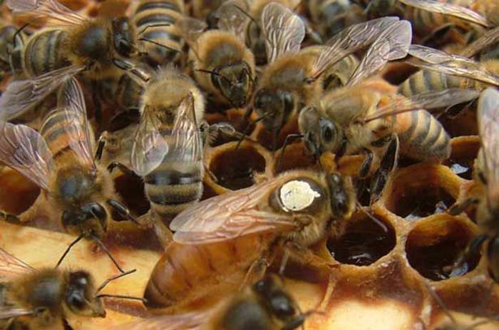 Какая пчела лучше: карника или карпатка
