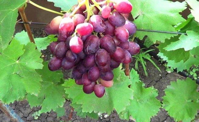 Сорт винограда «ризамат». описание и фото