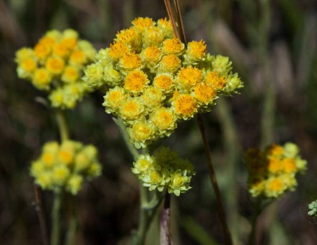 Лекарственное растение бессмертник песчаный: фото травы, полезные свойства и противопоказания, лечебные рецепты применения цветков