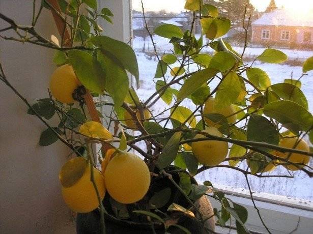 Почему листья лимона желтеют, а затем сохнут с конца и по краям? как спасти растение?