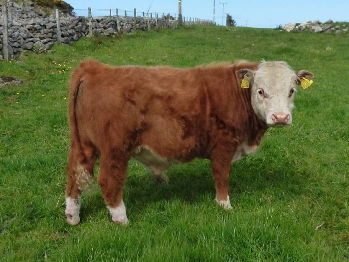 Мясная герефордская порода коров: характеристика
