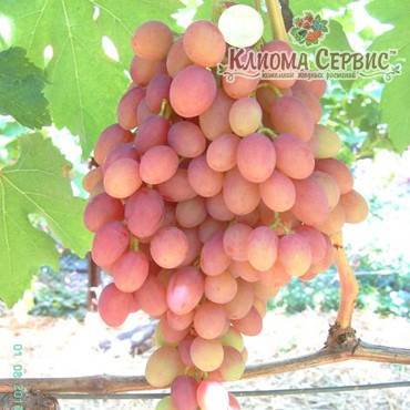 Виноград румба: описание и характеристика сорта, посадка и уход, размножение