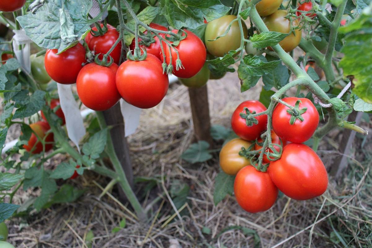 Характеристика, описание и особенности выращивания томата сорта гулливер