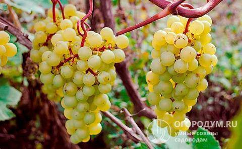 Характеристики мускатного винограда алешенькин — посадка и уход