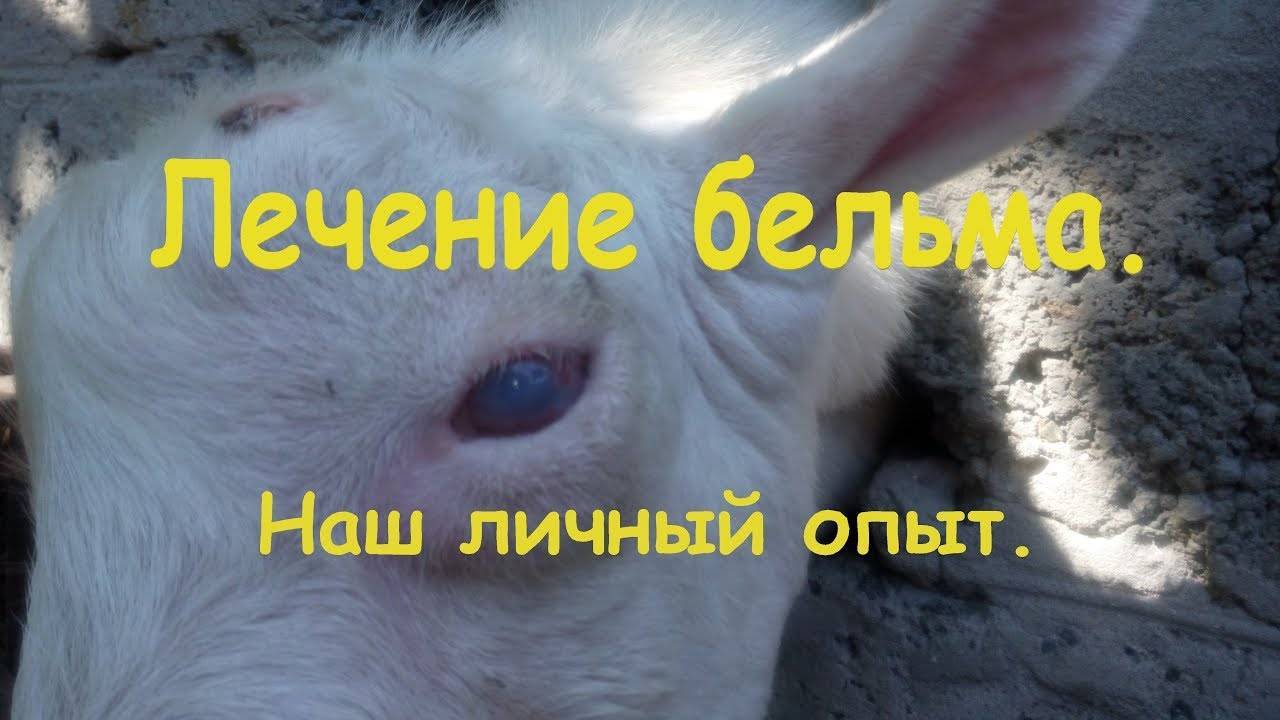 Глаза коровы: строение, цвет, болезни