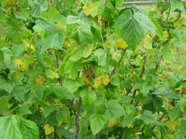 Почему желтеет смородина: что делать и как спасти смородину. причины и секреты усыхания листьев (130 фото)