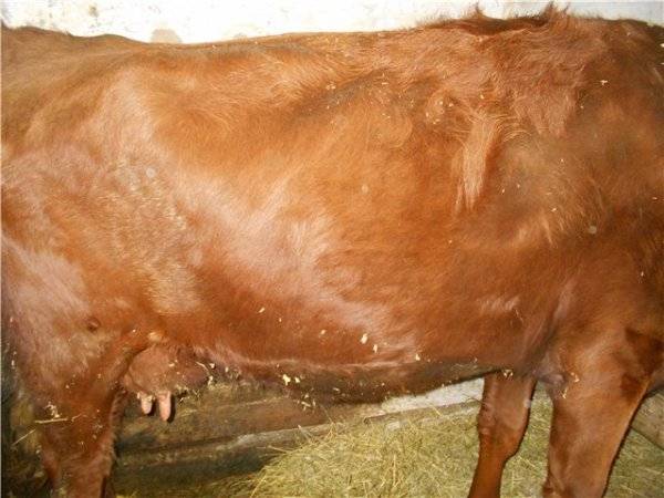 Почему у коровы коричневые выделения. причины появления выделений у коров после отёла