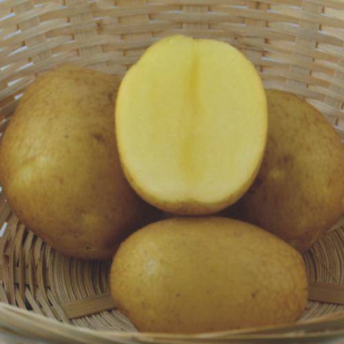 Характеристика ранних сортов картофеля