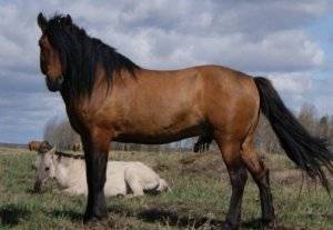 Башкирская лошадь — википедия. что такое башкирская лошадь