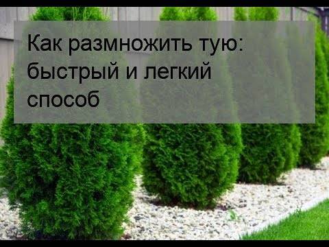 Самшит: описание, виды, посадка и уход