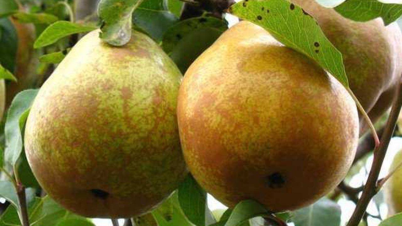 Яблоня старкримсон — особенности выращивания