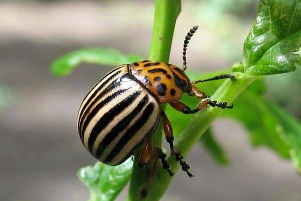 Народные методы борьбы с колорадским жуком