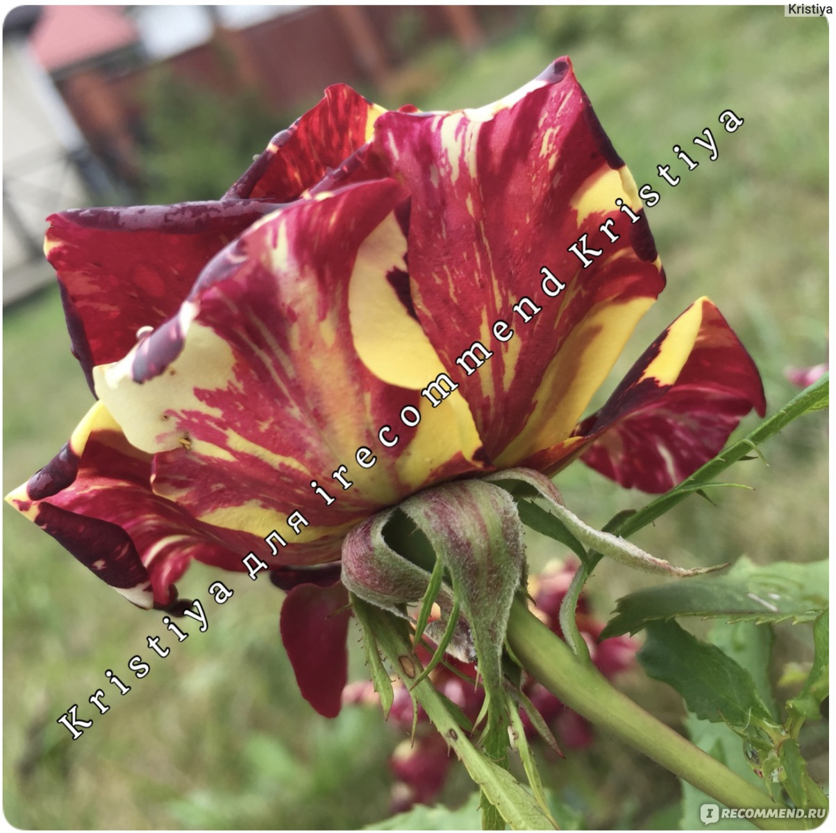 Роза абракадабра: описание и фото сорта, история возникновения, цветение и использование в ландшафтном дизайне, пошаговая инструкция по уходу, способы размножения