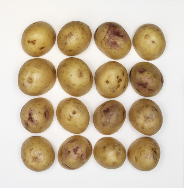 Картофель синеглазка: идеальный среднеспелый сорт для вашего участка