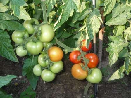 Томат санька: посадка, уход и урожайность сорта. описание вкуса и особенности ухода за помидором