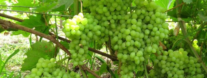 Виноград русбол: особенности сорта и 10 советов по посадке и уходу